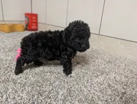 Lena, a female Poodle - Toy  for sale in Montgomery, IN – 4 of 10