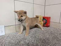 Tater, a male Shiba Inu for sale in Montgomery, IN – 4 of 8