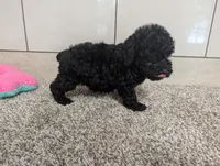 Terry , a male Poodle - Miniature  for sale in Montgomery, IN – 4 of 7