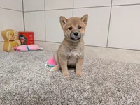 #4, a female Shiba Inu for sale in Montgomery, IN – 4 of 9
