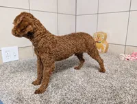 Keith , a male Poodle - Toy  for sale in Montgomery, IN – 5 of 10