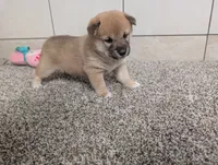 Jada, a female Shiba Inu for sale in Montgomery, IN – 3 of 5