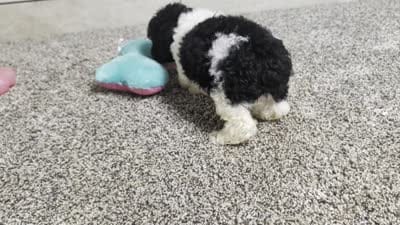 Spotty , a male Poodle - Miniature  for sale in Montgomery, IN – 7 of 7