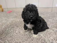 Jan, a female Poodle - Miniature  for sale in Montgomery, IN – 6 of 7