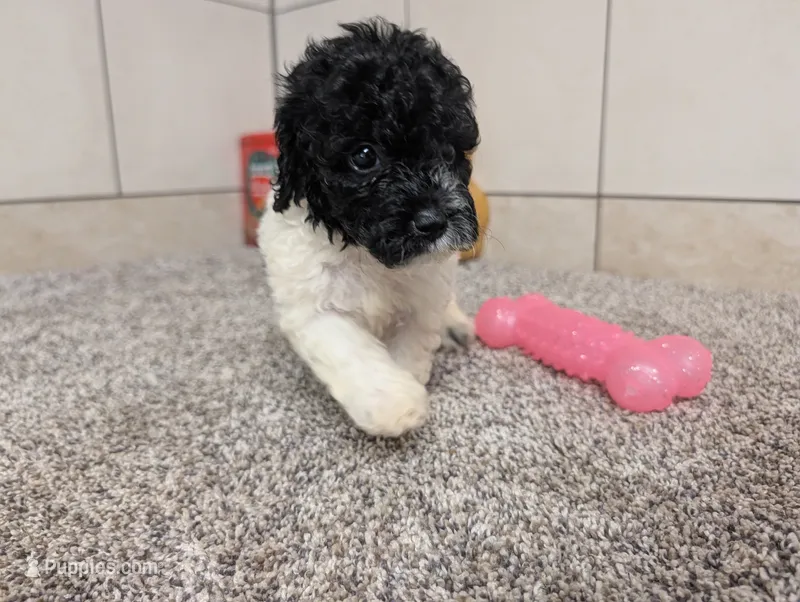 Spotty  – Poodle - Miniature  puppy for sale in Montgomery, IN