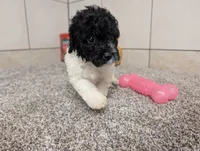 Spotty , a male Poodle - Miniature  for sale in Montgomery, IN – 1 of 7