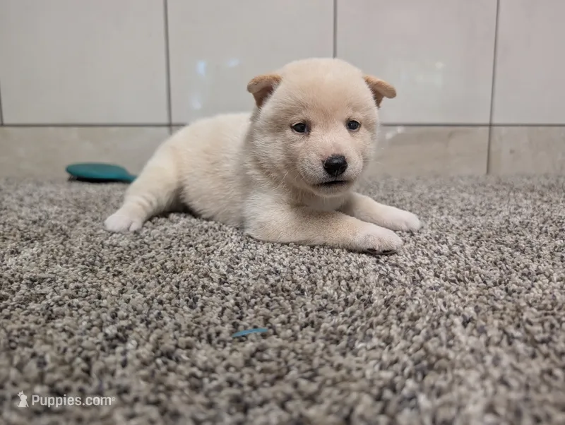 #1 – Shiba Inu puppy for sale in Montgomery, IN