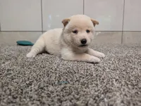 #1, a male Shiba Inu for sale in Montgomery, IN – 1 of 5