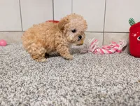 Jean , a female Poodle - Toy  for sale in Montgomery, IN – 6 of 6