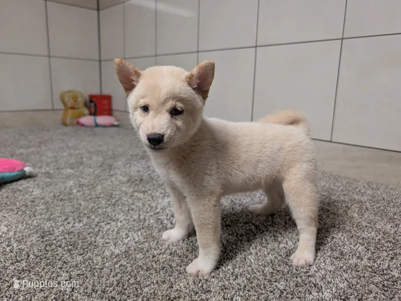 #1 – Shiba Inu puppy for sale in Montgomery, IN