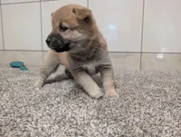 #4, a female Shiba Inu for sale in Montgomery, IN – 4 of 5