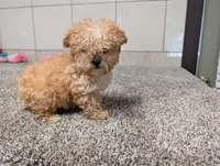 Jean , a female Poodle - Toy  for sale in Montgomery, IN – 5 of 6