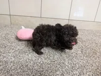 Lydiann, a female Poodle - Toy  for sale in Montgomery, IN – 6 of 7