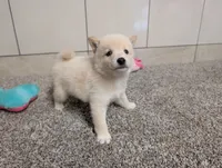 #3, a female Shiba Inu for sale in Montgomery, IN – 7 of 9