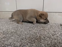 #2, a male Shiba Inu for sale in Montgomery, IN – 2 of 5