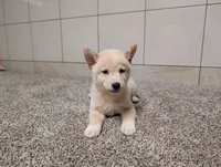 #1, a male Shiba Inu for sale in Montgomery, IN – 4 of 8