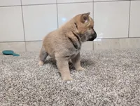 #4, a female Shiba Inu for sale in Montgomery, IN – 3 of 5
