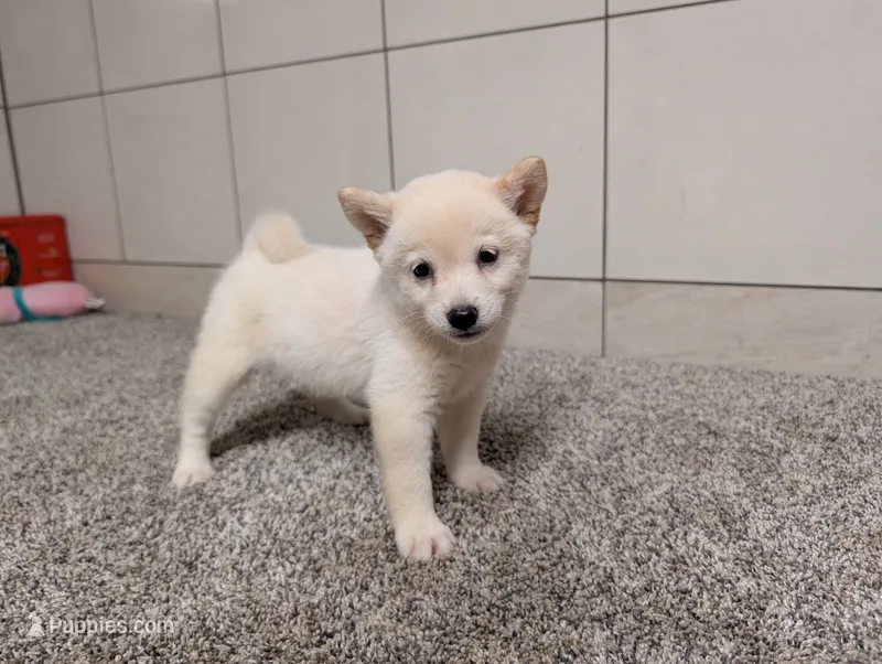 #3 – Shiba Inu puppy for sale in Montgomery, IN