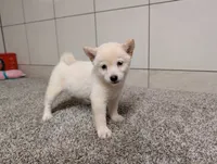 #3, a female Shiba Inu for sale in Montgomery, IN – 1 of 9