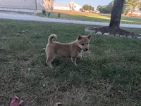 Tater, a male Shiba Inu for sale in Montgomery, IN – 2 of 8
