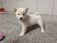 #3, a female Shiba Inu for sale in Montgomery, IN – 3 of 9