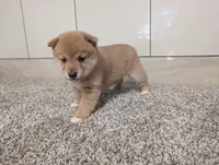 Janet, a female Shiba Inu for sale in Montgomery, IN – 2 of 5