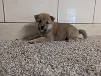 #2, a male Shiba Inu for sale in Montgomery, IN – 3 of 5
