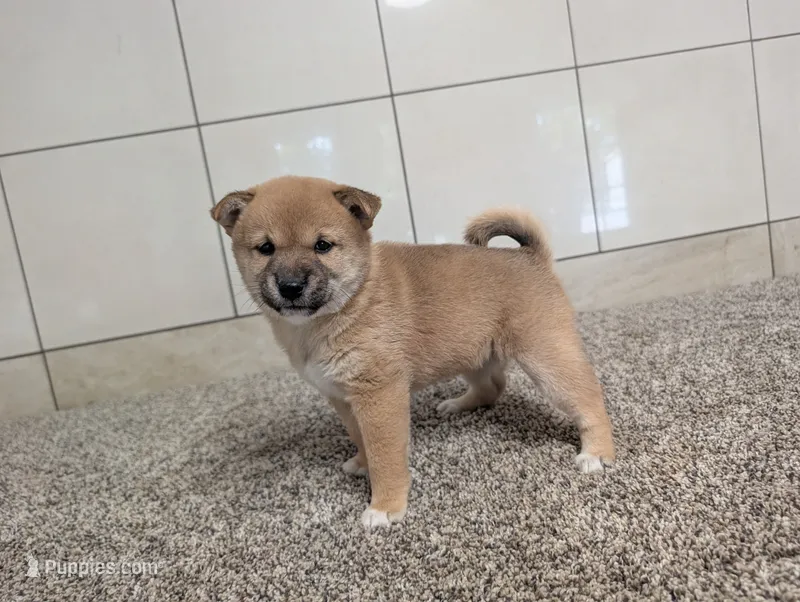 Jada – Shiba Inu puppy for sale in Montgomery, IN