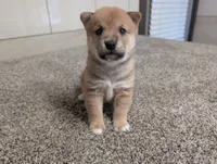 Jerry, a male Shiba Inu for sale in Montgomery, IN – 3 of 5