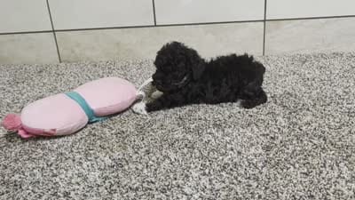 Lorrinda, a female Poodle - Toy  for sale in Montgomery, IN – 8 of 8