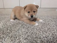 Janet, a female Shiba Inu for sale in Montgomery, IN – 3 of 5