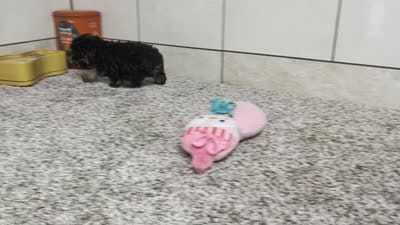 George, a male Poodle - Toy  for sale in Montgomery, IN – 10 of 10