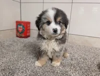 Jared, a male Miniature Australian Shepherd for sale in Montgomery, IN – 3 of 6
