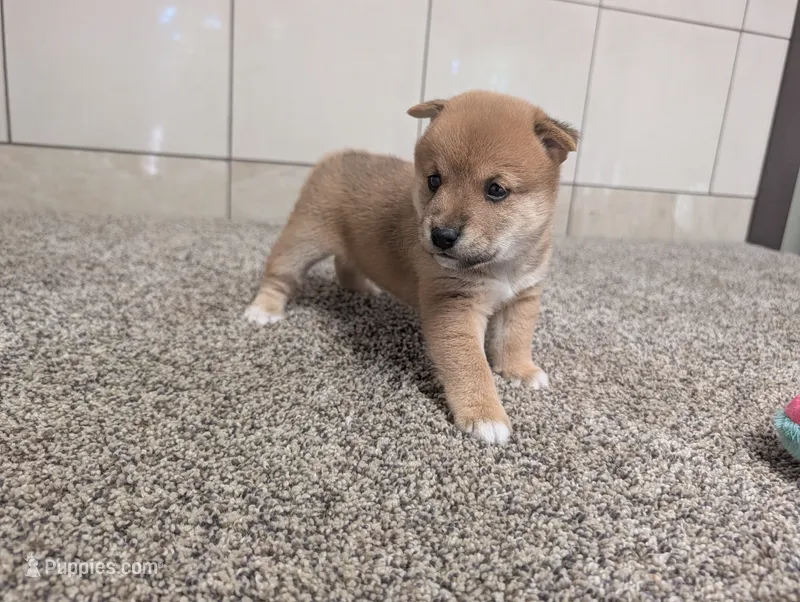 Jerry – Shiba Inu puppy for sale in Montgomery, IN