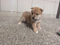 Jerry, a male Shiba Inu for sale in Montgomery, IN – 1 of 5