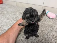 George, a male Poodle - Toy  for sale in Montgomery, IN – 8 of 10