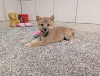 #4, a female Shiba Inu for sale in Montgomery, IN – 2 of 9