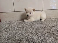 #3, a female Shiba Inu for sale in Montgomery, IN – 4 of 5