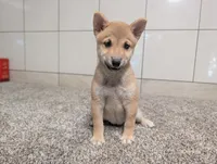 Tater, a male Shiba Inu for sale in Montgomery, IN – 7 of 8
