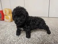 Lena, a female Poodle - Toy  for sale in Montgomery, IN – 9 of 10