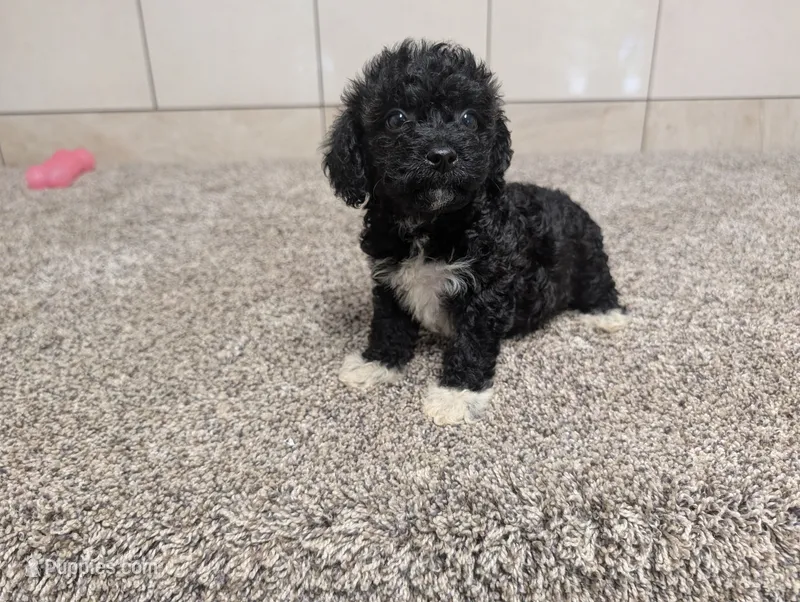 Jan – Poodle - Miniature  puppy for sale in Montgomery, IN