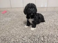 Jan, a female Poodle - Miniature  for sale in Montgomery, IN – 1 of 7