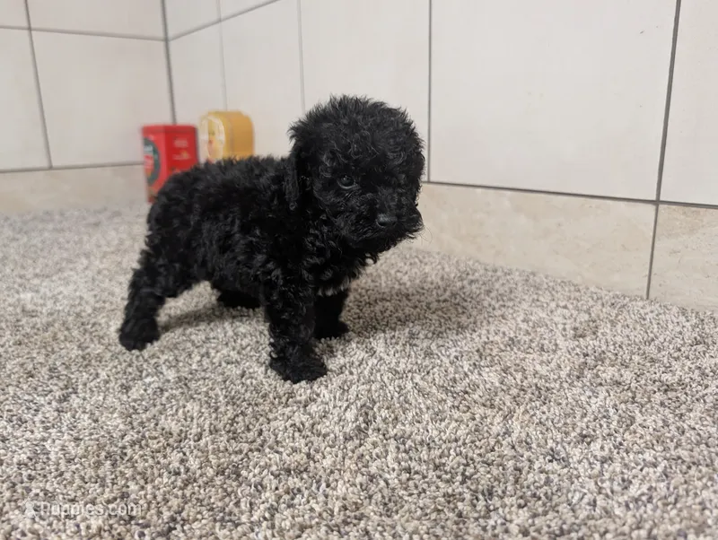 Gary – Poodle - Miniature  puppy for sale in Montgomery, IN