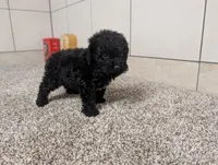 Gary, a male Poodle - Miniature  for sale in Montgomery, IN – 1 of 7