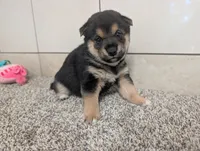 Coco, a male Shiba Inu for sale in Montgomery, IN – 1 of 5