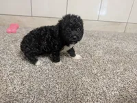 Jan, a female Poodle - Miniature  for sale in Montgomery, IN – 4 of 7