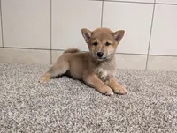 #2, a male Shiba Inu for sale in Montgomery, IN – 3 of 8