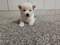 #3, a female Shiba Inu for sale in Montgomery, IN – 2 of 5