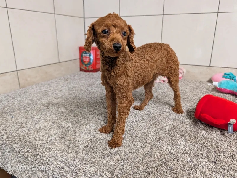 Keith  – Poodle - Toy  puppy for sale in Montgomery, IN