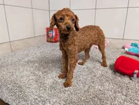 Keith , a male Poodle - Toy  for sale in Montgomery, IN – 1 of 10